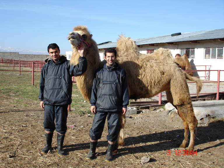 iranian-bactrian-camel-natural-world-heritage-nianik-animal